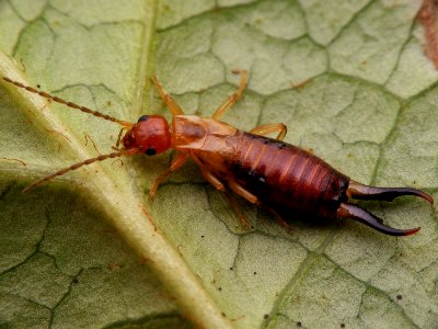 Guanchia male imago 20150804 541