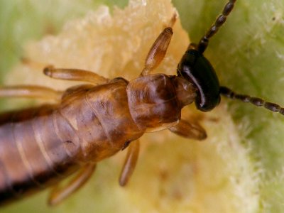 Guanchia male final instar nymph 20150724 345