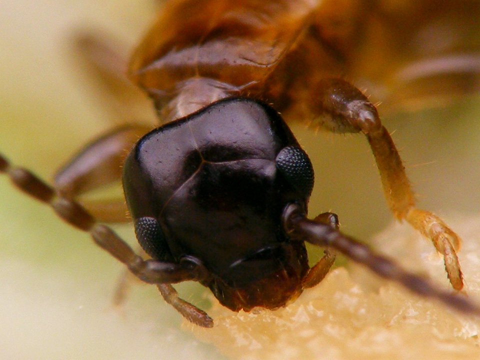 Guanchia male final instar nymph 20150724 359