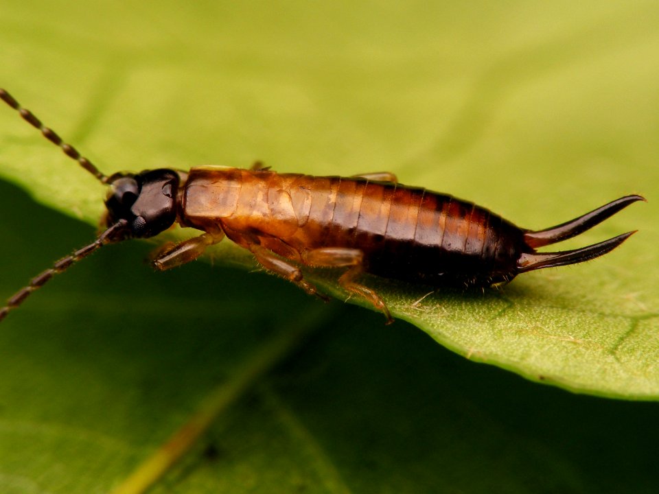 Guanchia male final instar nymph 20150721 887