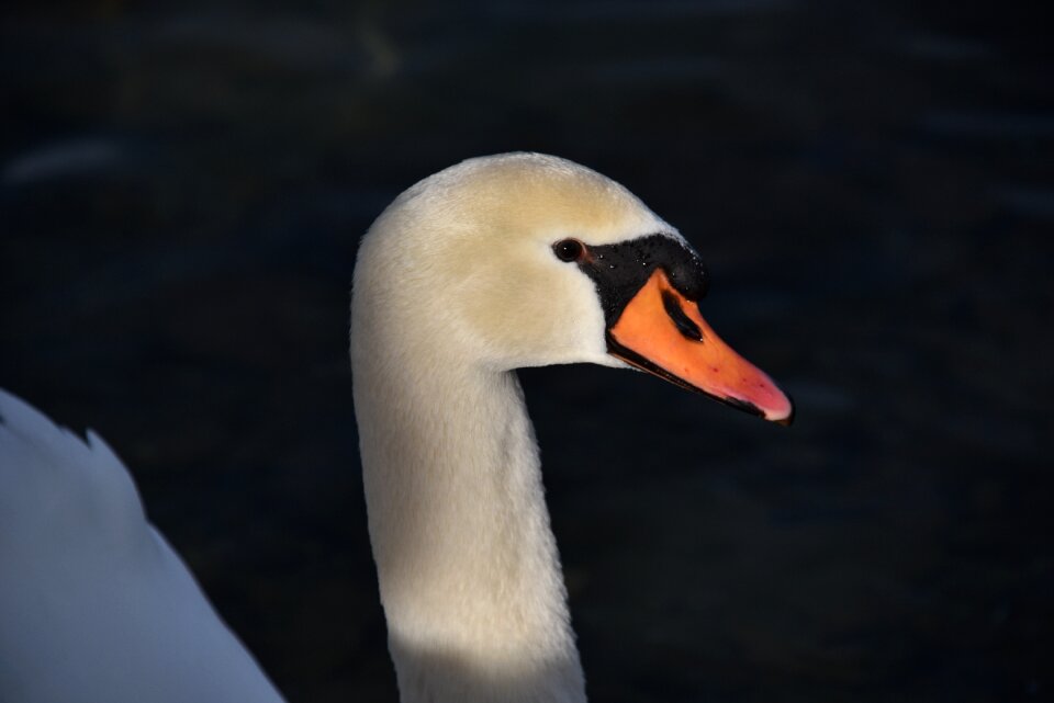 Water bird lake constance romanshorn