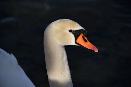 Water bird lake constance romanshorn