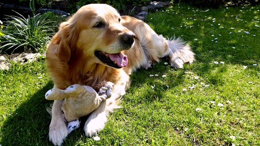 Garden pet concerns