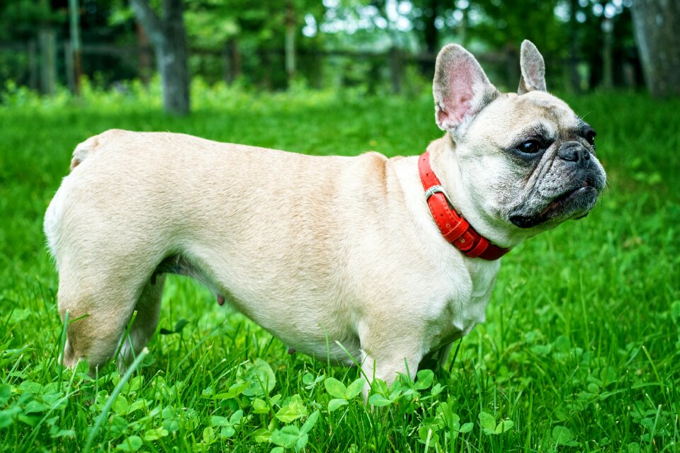 Dacha collar greens