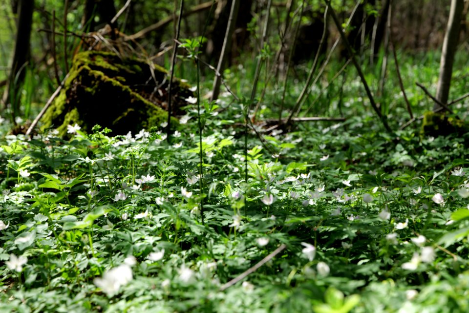 Großer und Westufer Kleiner Zeschsee 2021-05-09 30