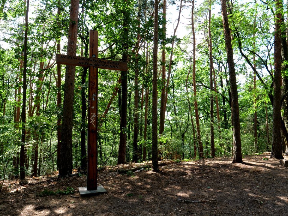 Großer Müggelberg 2019-06-13 13