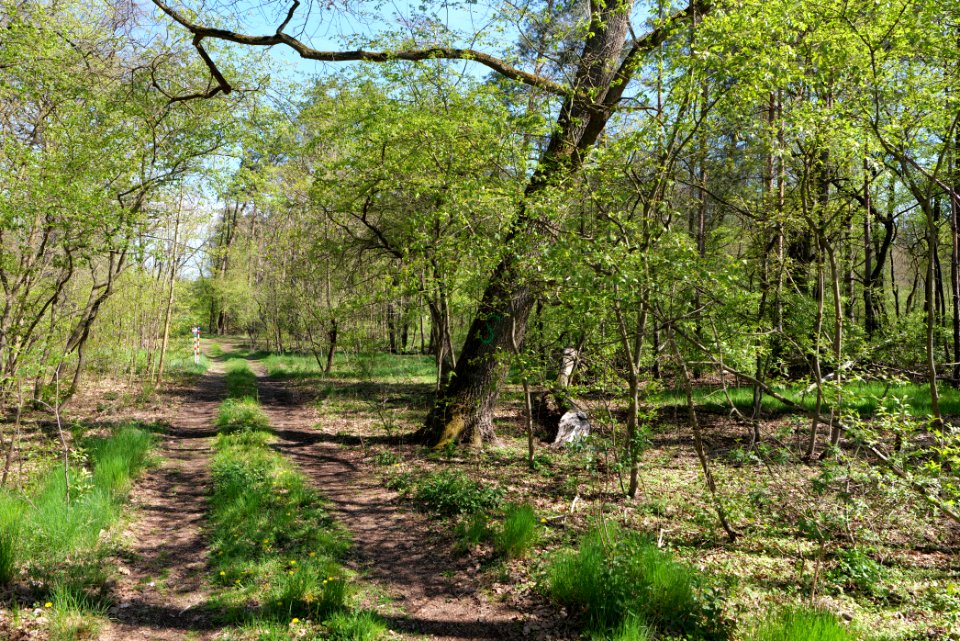 Großer und Kleiner Möggelinsee 2021-05-09 01