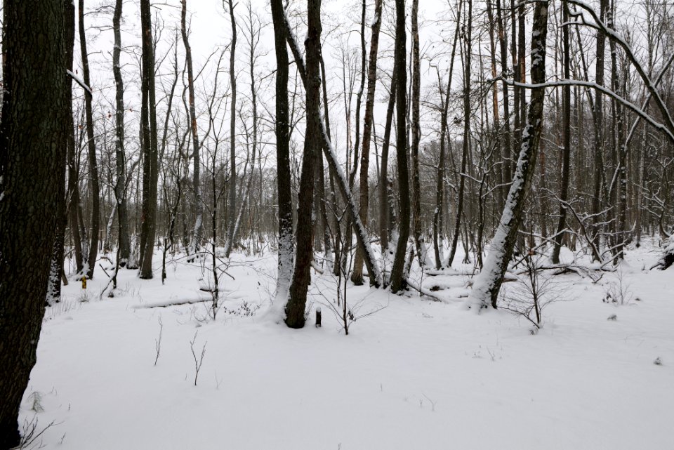 Großer Rohrpfuhl with snow 2021-02-09 02