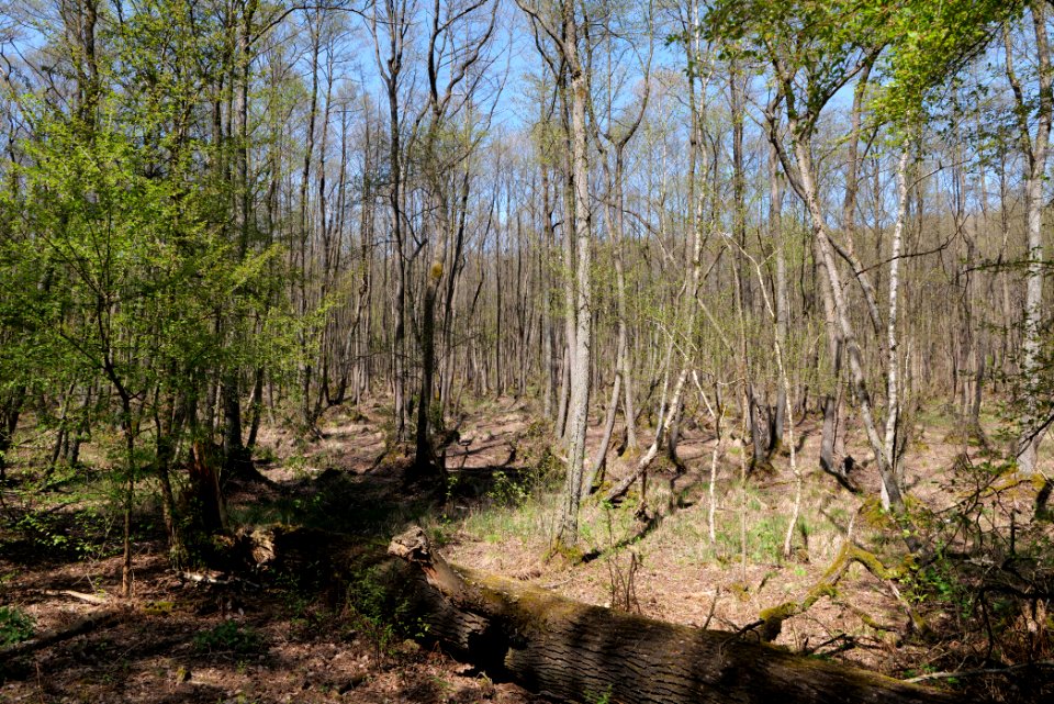 Großer und Kleiner Möggelinsee 2021-05-09 52