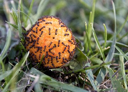 Ants macro cheesepuff