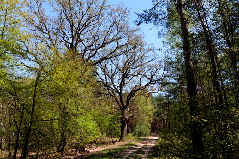 Großer und Kleiner Möggelinsee 2021-05-09 49
