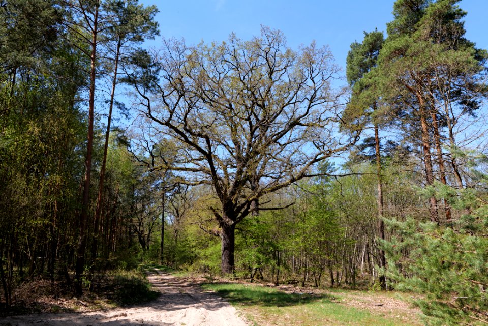 Großer und Kleiner Möggelinsee 2021-05-09 60