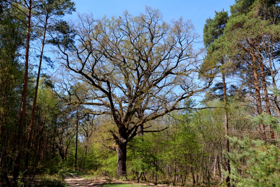Großer und Kleiner Möggelinsee 2021-05-09 62