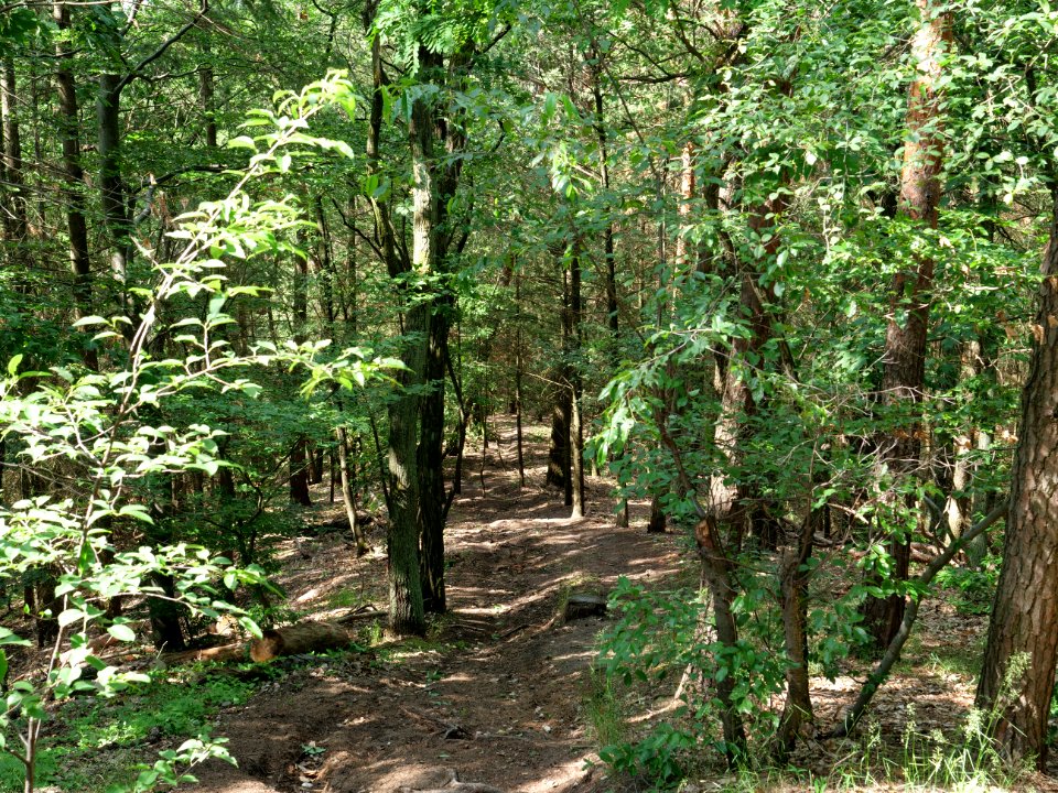 Großer Müggelberg 2019-06-13 16