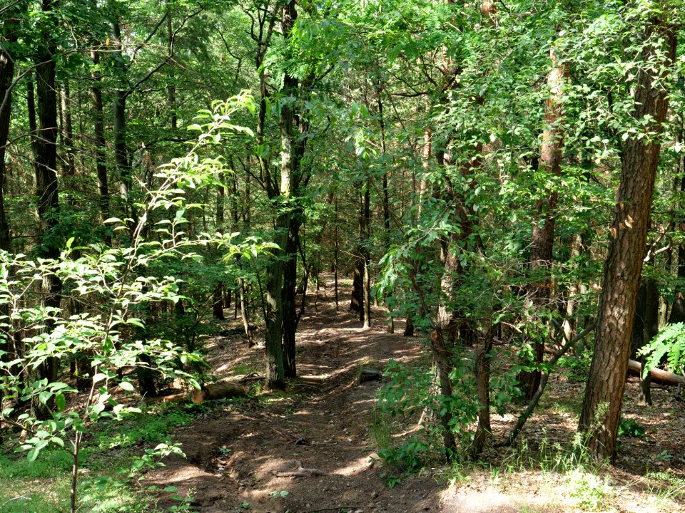 Großer Müggelberg 2019-06-13 15