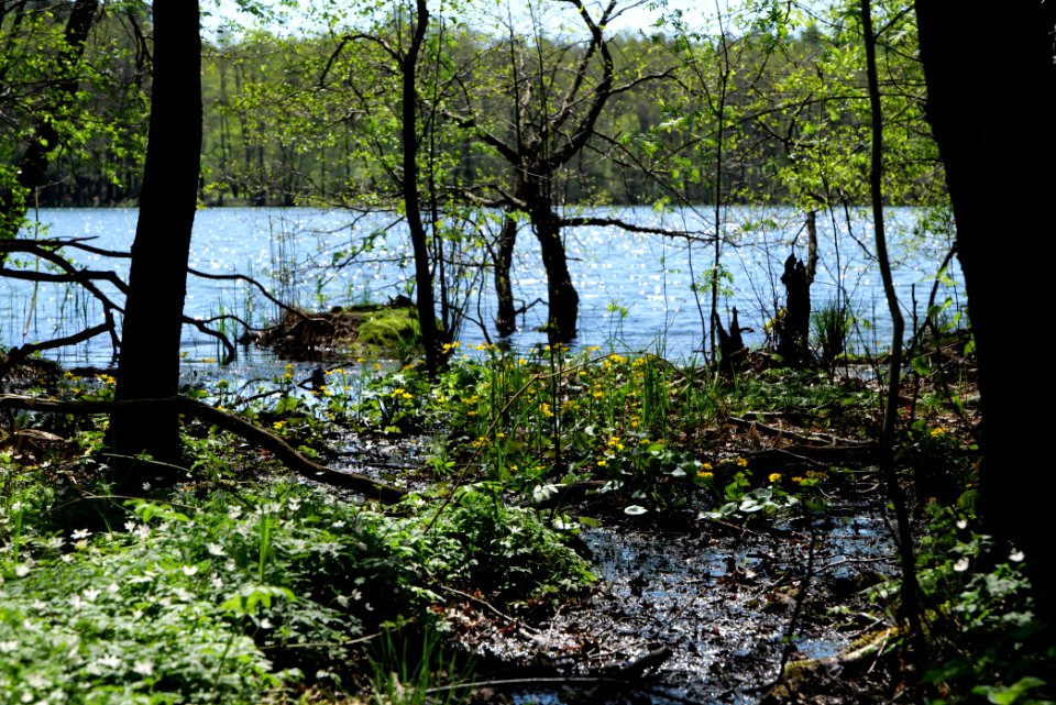 Großer und Westufer Kleiner Zeschsee 2021-05-09 26