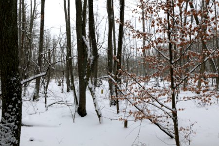 Großer Rohrpfuhl with snow 2021-02-09 04
