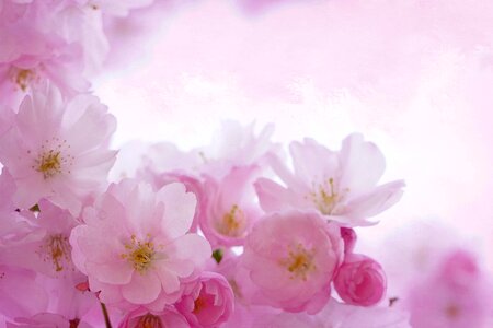 Spring romantic summer