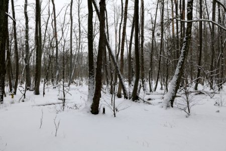 Großer Rohrpfuhl with snow 2021-02-09 03