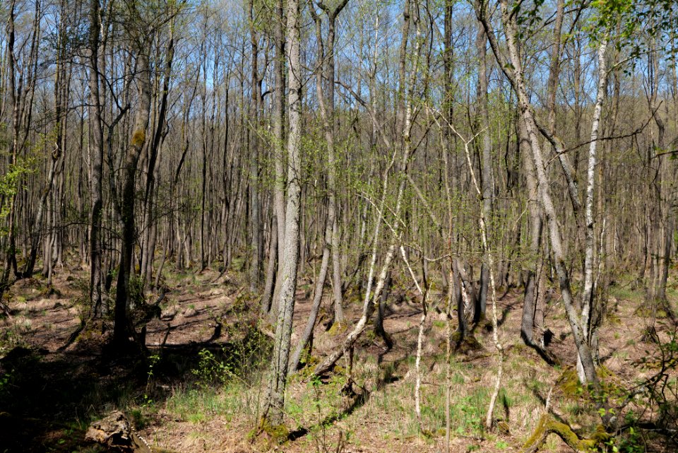 Großer und Kleiner Möggelinsee 2021-05-09 59