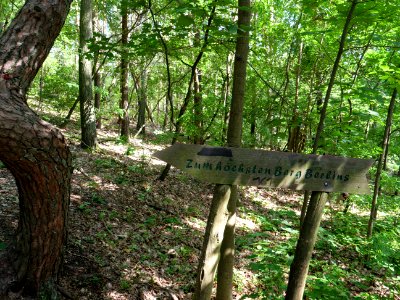 Großer Müggelberg 2019-06-13 27 photo