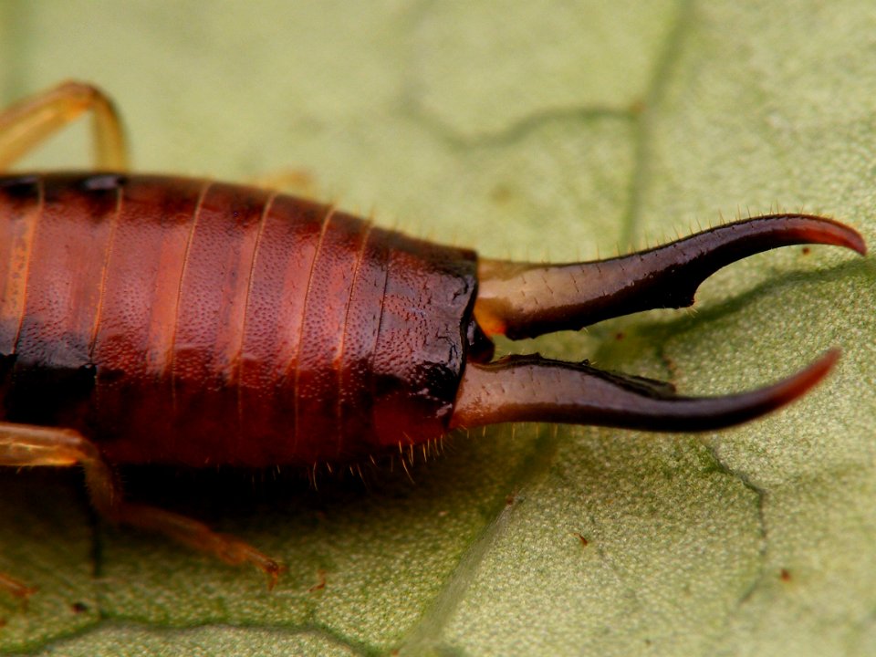 Guanchia male imago 20150804 548