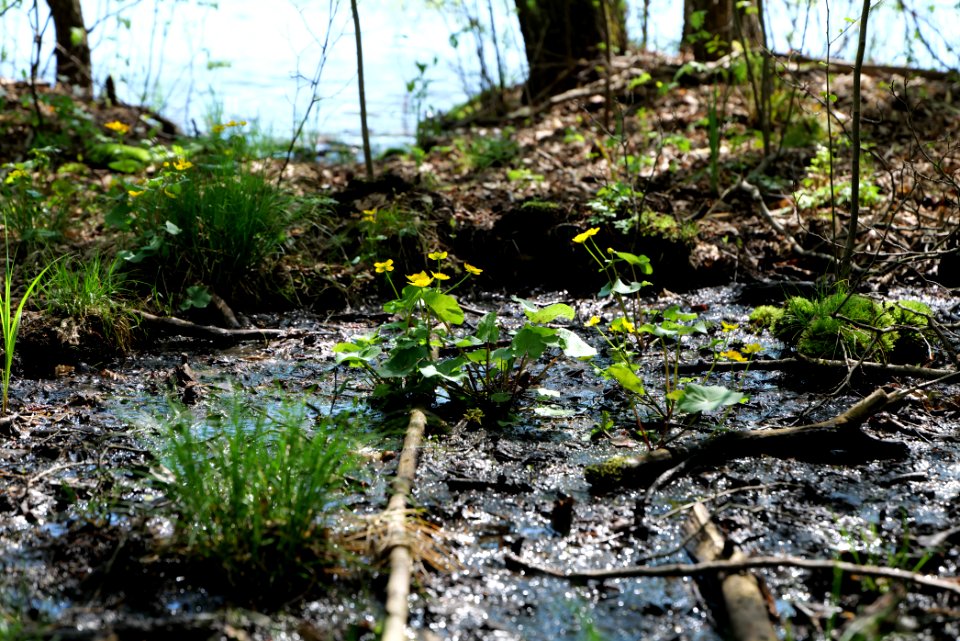 Großer und Westufer Kleiner Zeschsee 2021-05-09 35