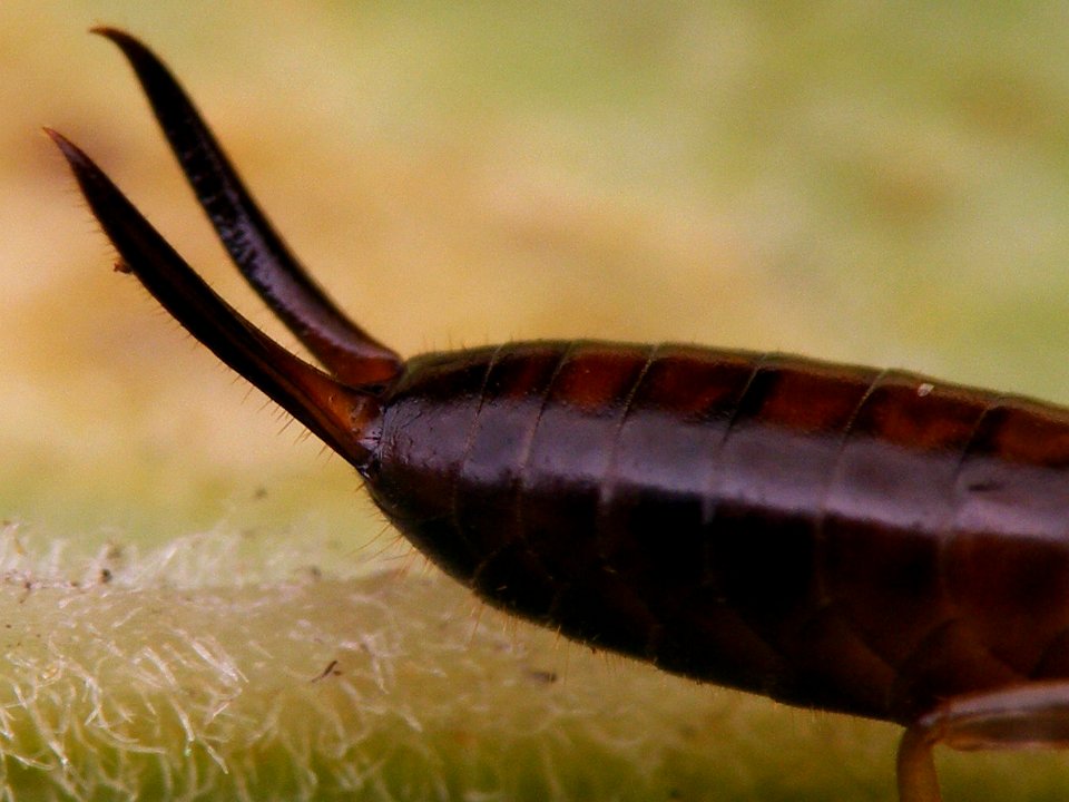 Guanchia male final instar nymph 20150724 338