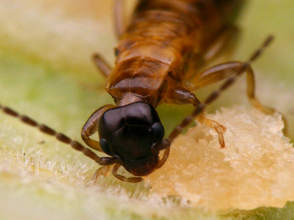 Guanchia male final instar nymph 20150724 354
