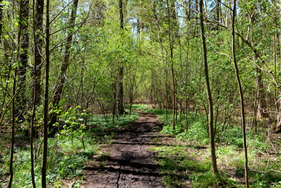 Großer und Westufer Kleiner Zeschsee 2021-05-09 21