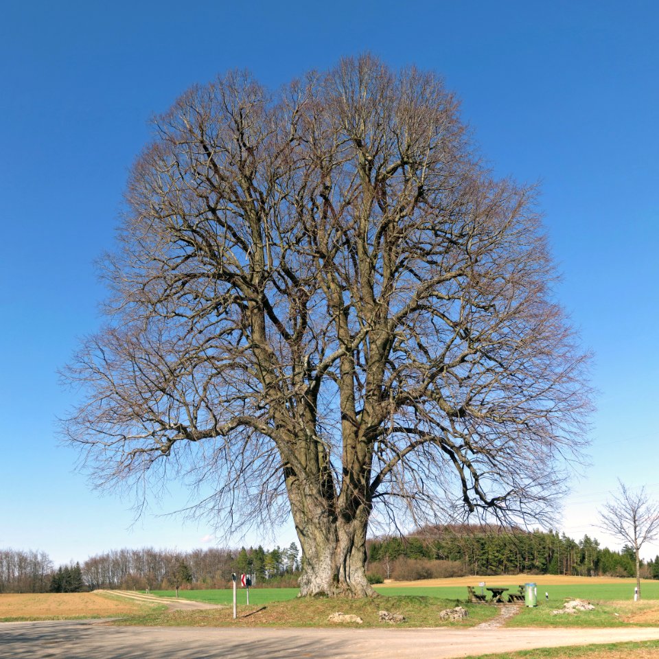 Große Linde Teuchatz, 2