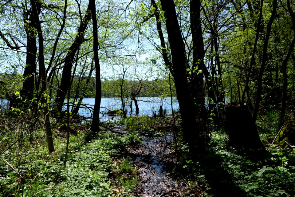 Großer und Westufer Kleiner Zeschsee 2021-05-09 25