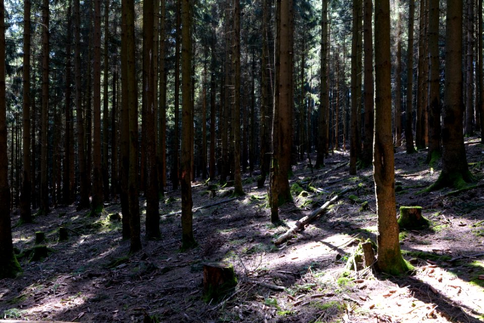 Großer Feldberg 2020-03-23 18