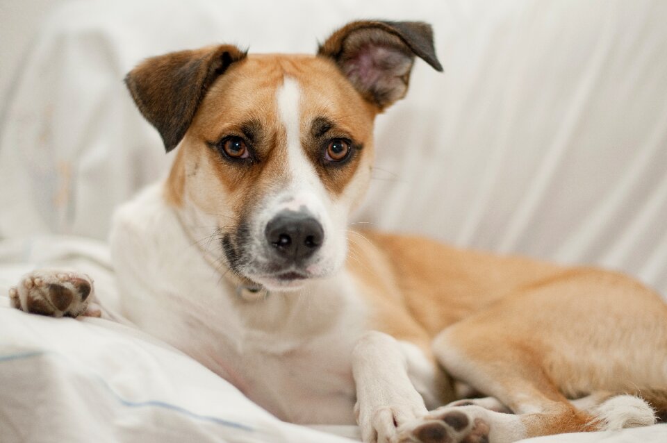 Animal young canine