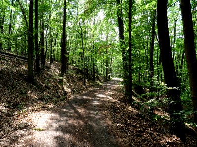 Großer Müggelberg 2019-06-13 05 photo