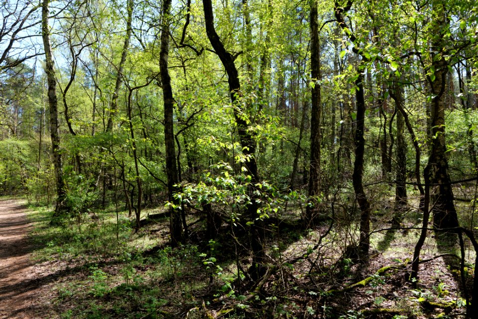 Großer und Westufer Kleiner Zeschsee 2021-05-09 56