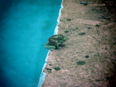 Frog mother bebe7