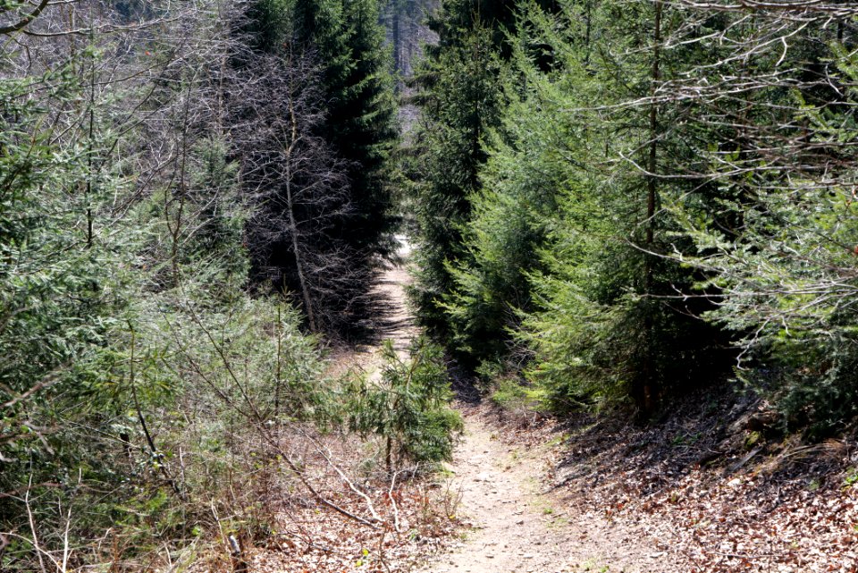 Großer Feldberg 2020-03-23 06