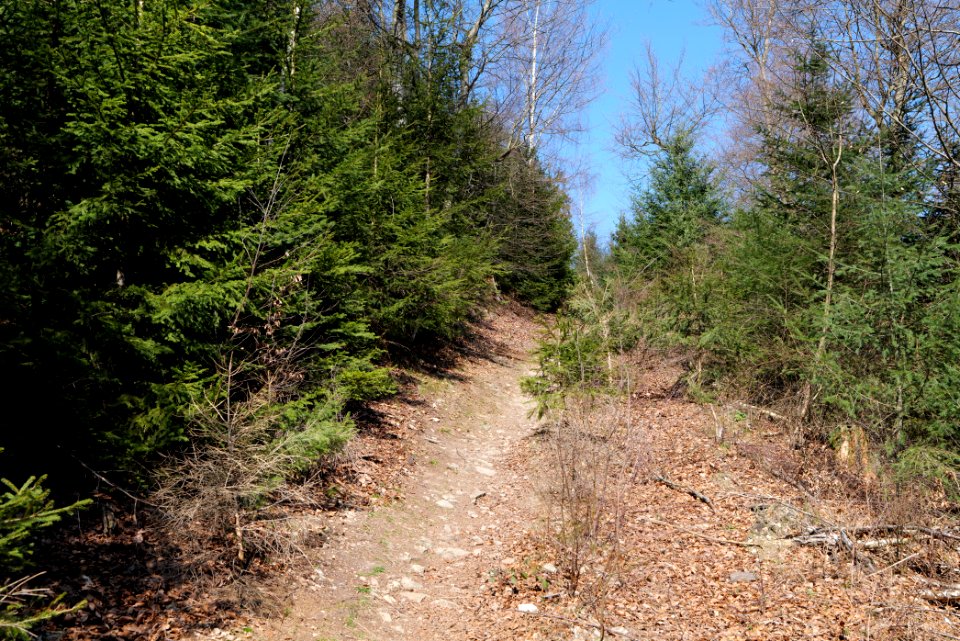 Großer Feldberg 2020-03-23 04