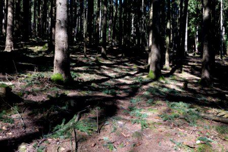 Großer Feldberg 2020-03-23 20