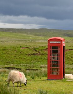 Landscape scotland sheep