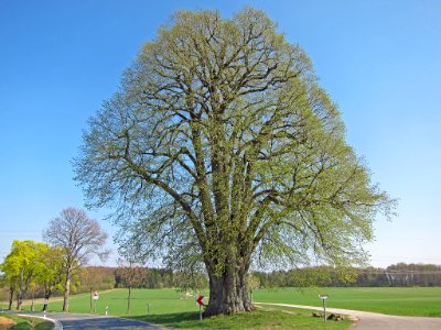 Große Linde bei Teuchatz, 9