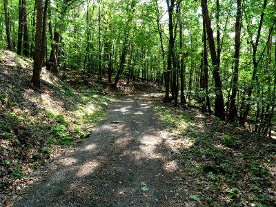 Großer Müggelberg 2019-06-13 01 photo