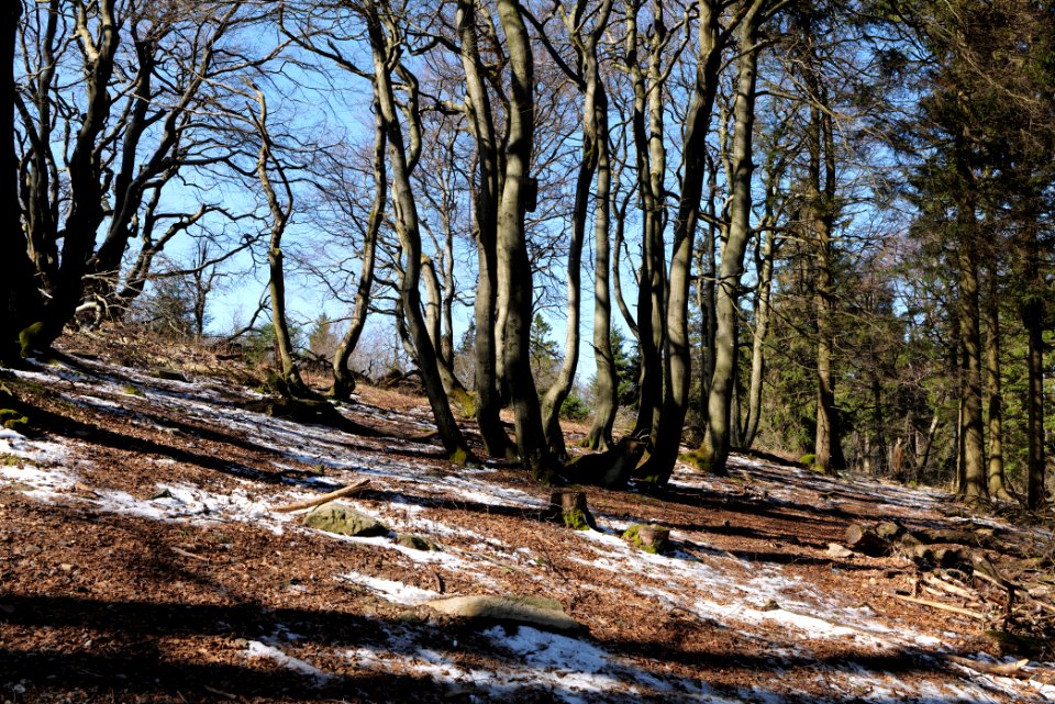 Großer Feldberg 2020-03-23 55