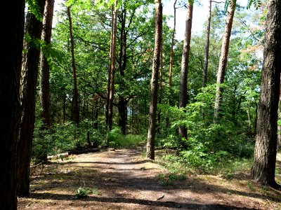 Großer Müggelberg 2019-06-13 19 photo