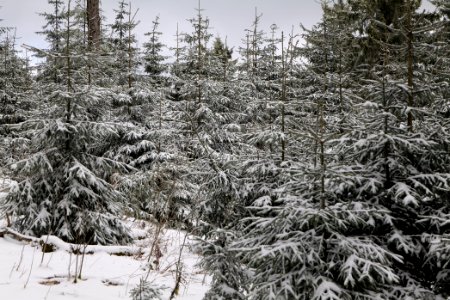 Großer Feldberg with snow 2021-04-06 30