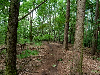 Großer Müggelberg 2019-06-13 06 photo