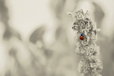 Beetle plant nature