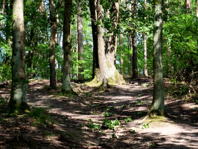 Großer Müggelberg 2019-06-13 24 photo