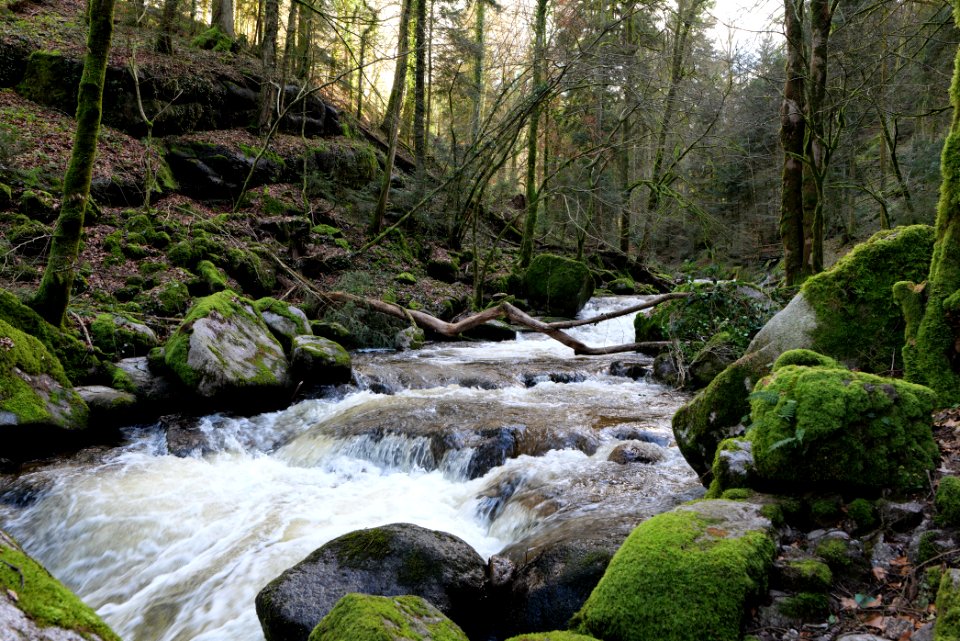Grobbach 2020-03-13 28